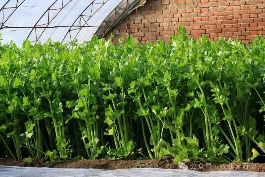 总是种不好芹菜？老农分享种芹菜最佳时间和简单技巧，收成更好