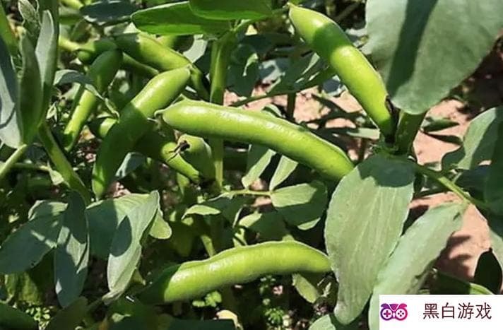 蚕豆吃多了对肠胃有什么影响？过量食用需谨慎