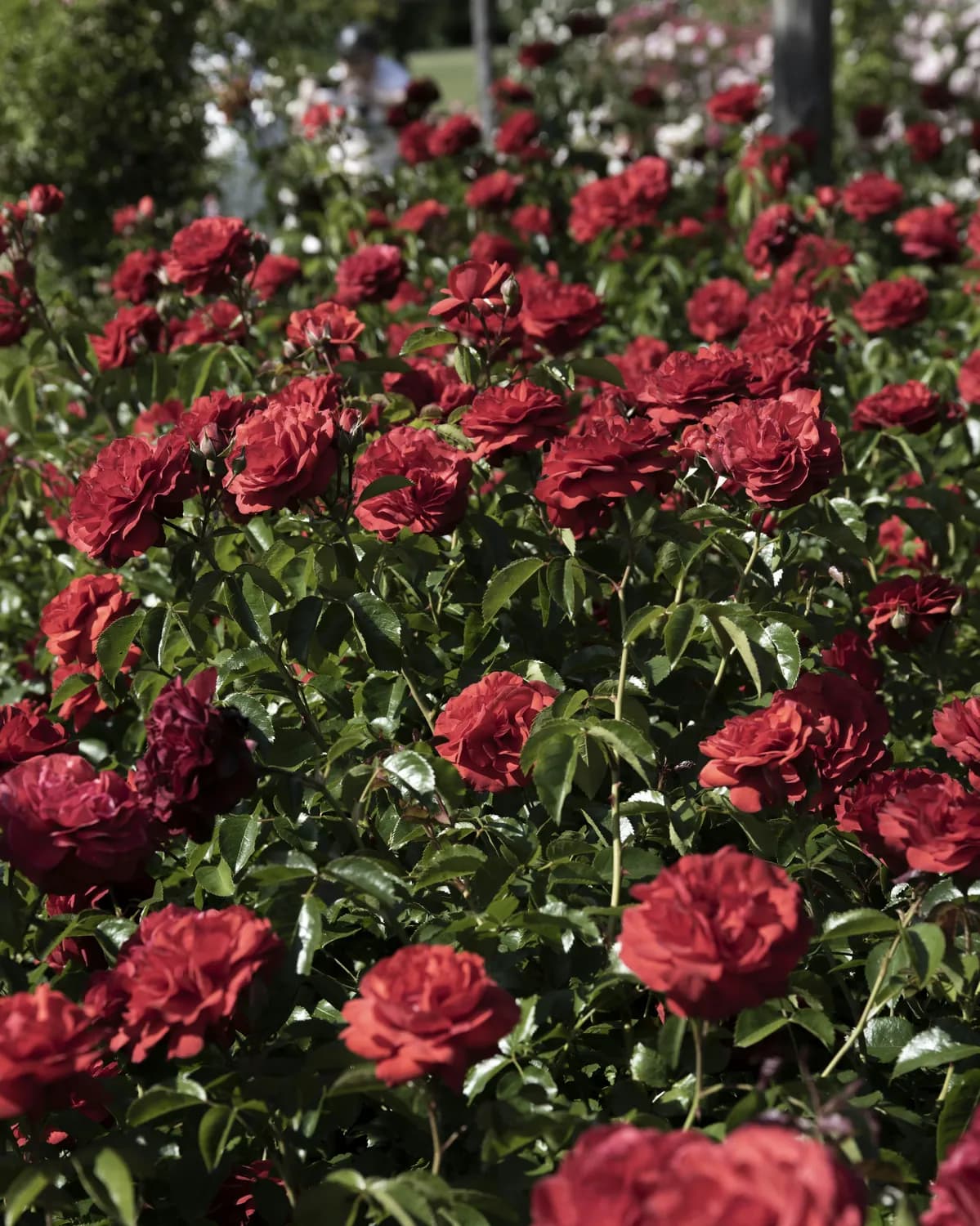 丰花月季：你的花园新宠？