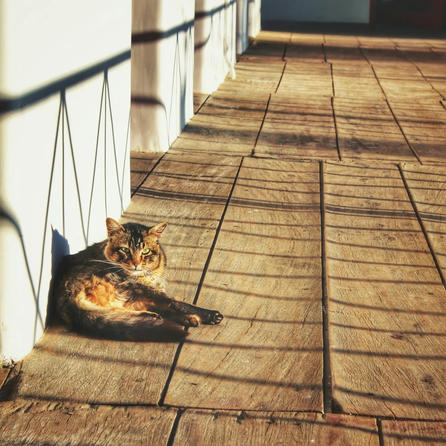 揭秘喵星人的日常：猫咪的一天有多精彩？