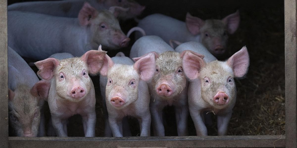 规模养猪场生产如何把控"营养、环境、兽药和疾病防空"四大关口？一文看明白