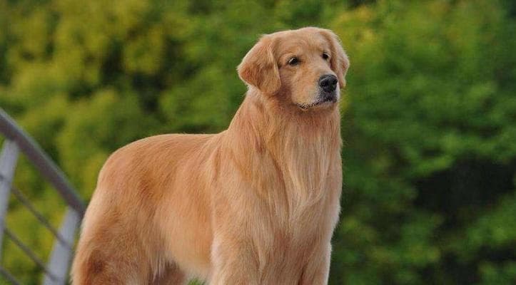 贵宾犬、约克夏梗等五种小型犬：寿命长、易养护的家养良伴