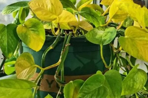 绿萝怎样施肥可以枝繁叶茂？