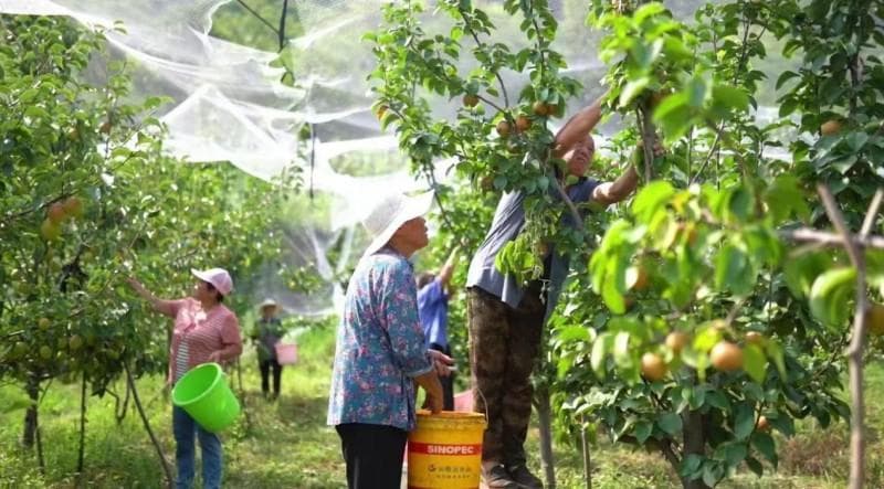 河南林州：党建引领产业兴  林果飘香百姓甜