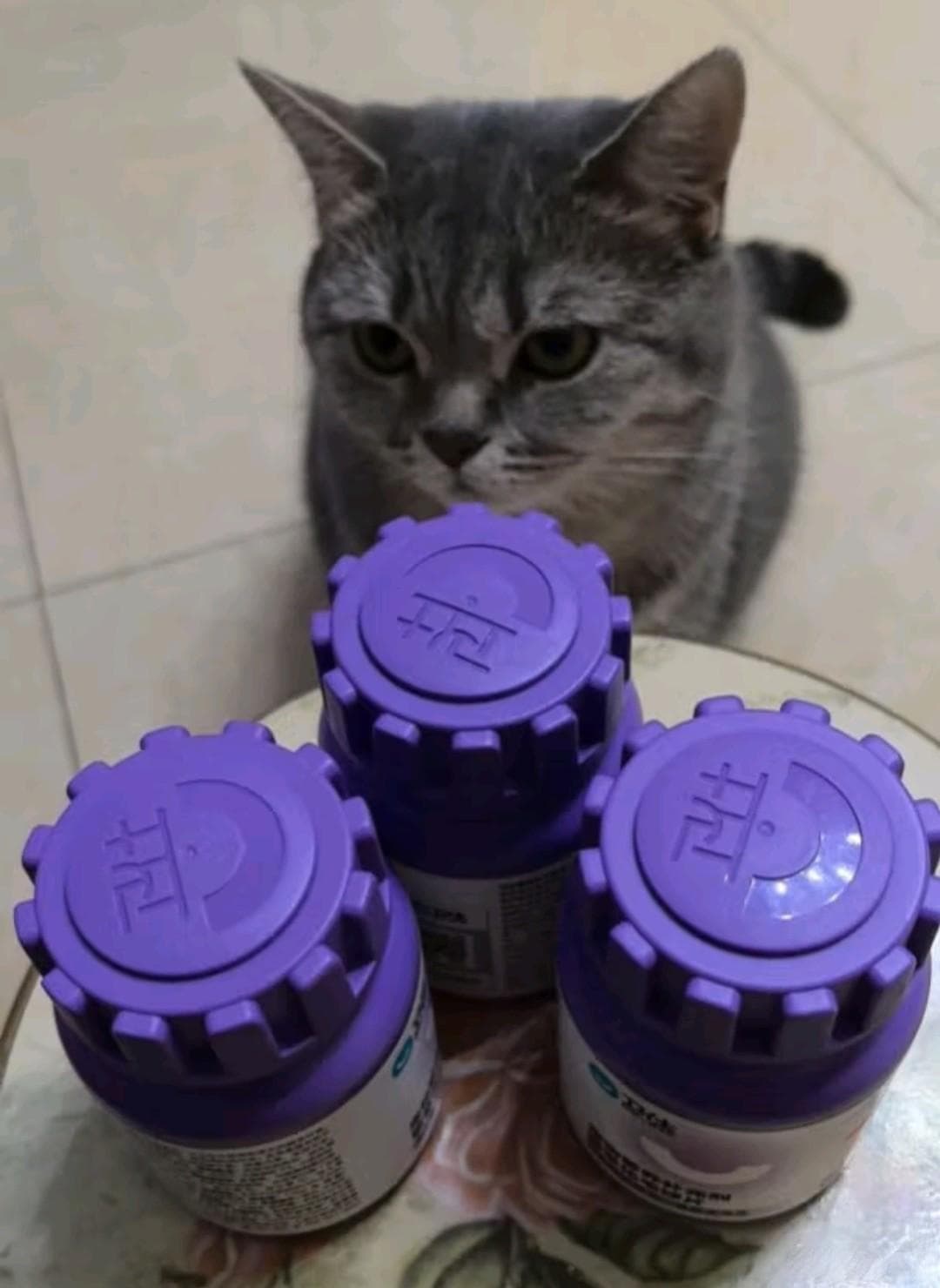 养猫必看！猫草片真的能让主子更健康吗？