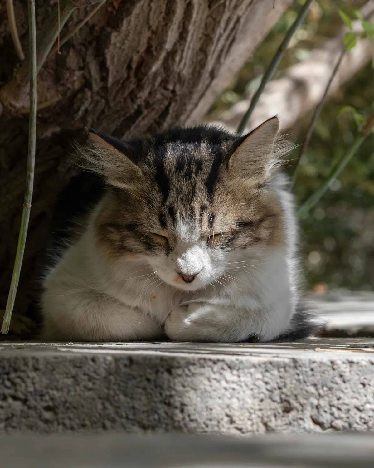 猫咪咳嗽怎么办？南瓜泥比蜂蜜更适合！