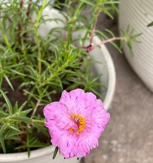 向日葵的开花过程详解：从种子到开花的全过程