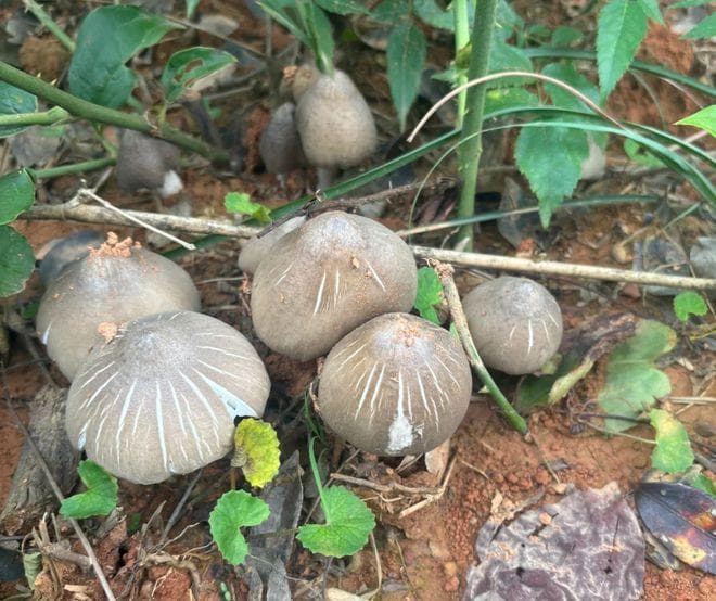 这菌子有鸡汤味，俗称“鸡枞菌”，被誉为“菌中之王”，别错过！