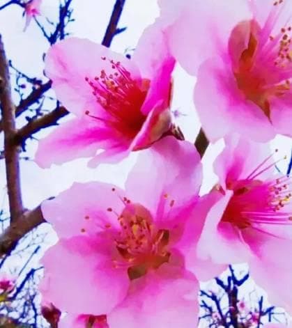 桃花运的浪漫起源与文化意蕴