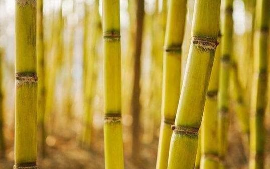 教你如何辨别霉变甘蔗