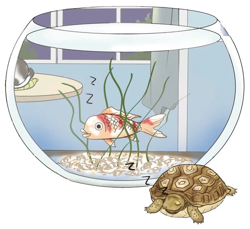 鱼睡觉是怎样睡的？专业解析鱼类的休息与睡眠机制