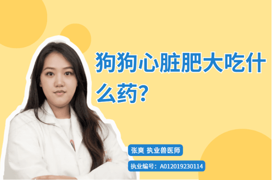 狗狗心脏肥大怎么办？药物治疗和家庭护理全攻略