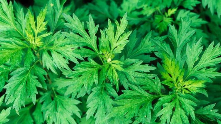 艾草足贴变黑原理