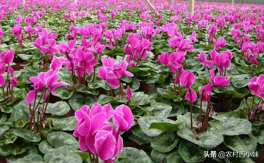 仙客来的种子怎么种植（仙客来种植时间和方法）