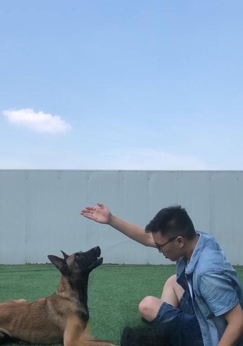 让狗狗乖乖跟着主人散步的3个技巧（训犬师教你如何训练狗狗的行走礼仪）