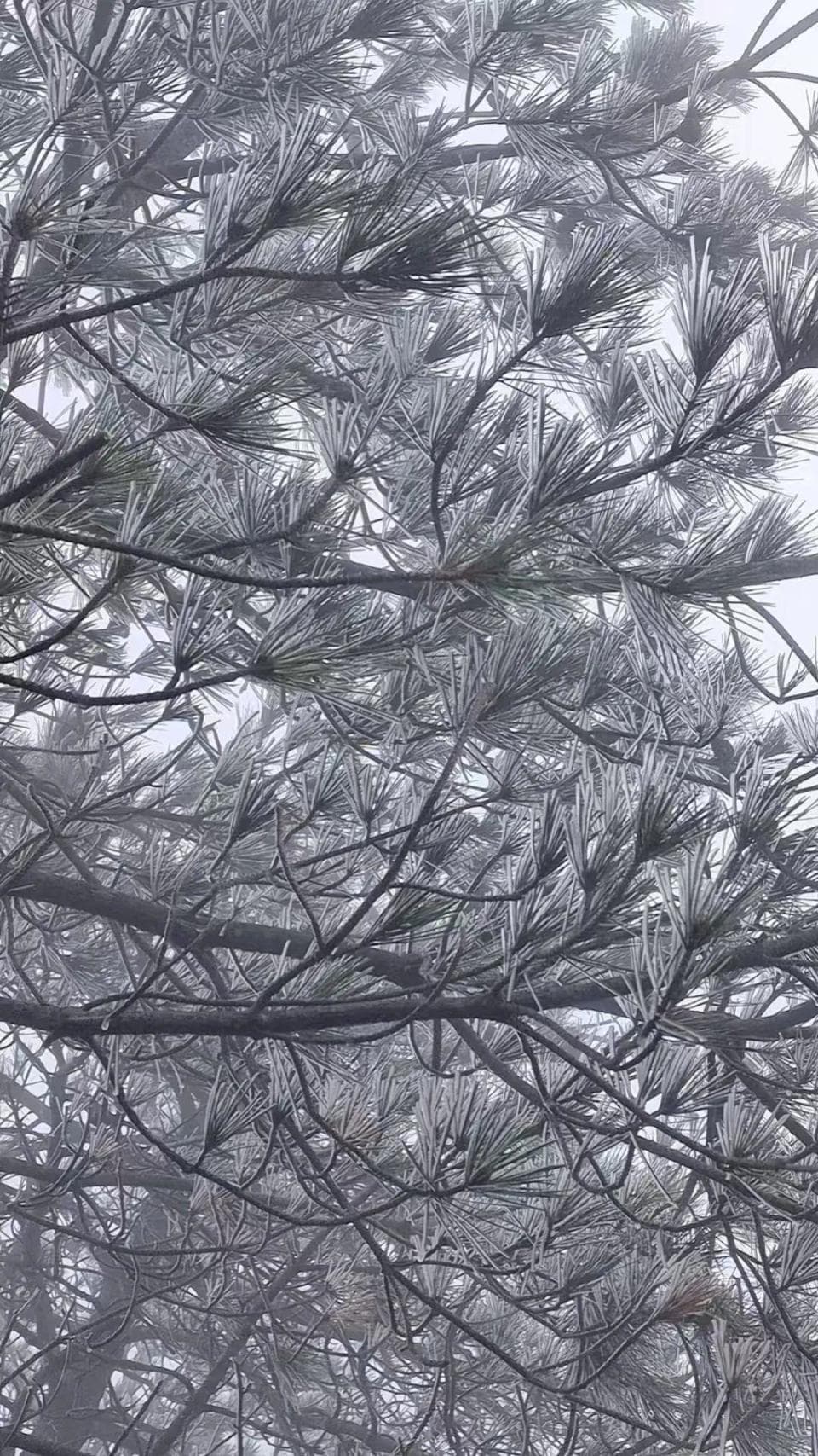 绝美！福建雾凇美景“上线”！
