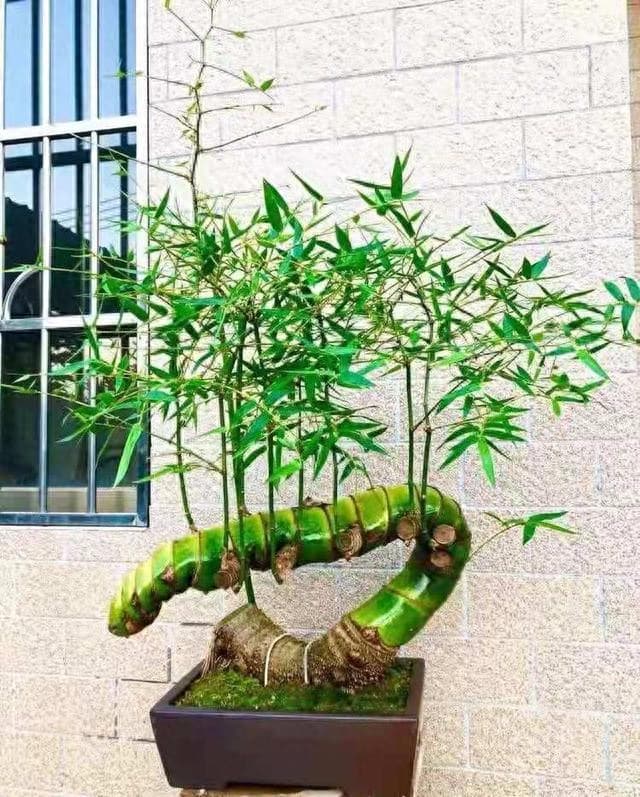 簕竹的养殖方法和注意事项
