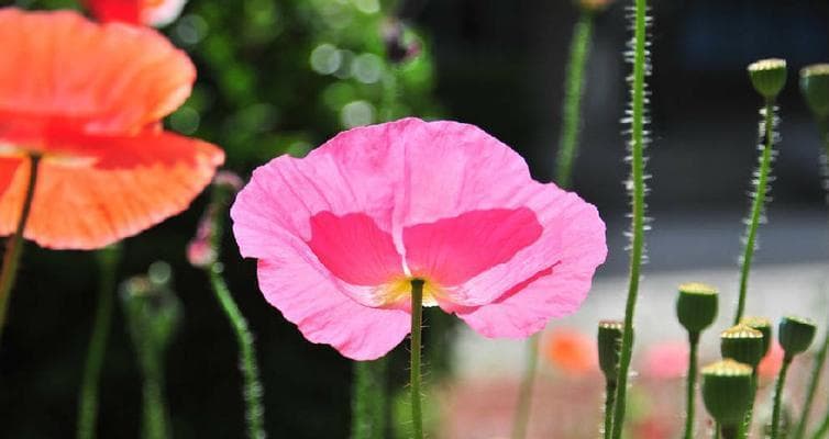 盛开春意，花香四溢——春季花卉全攻略