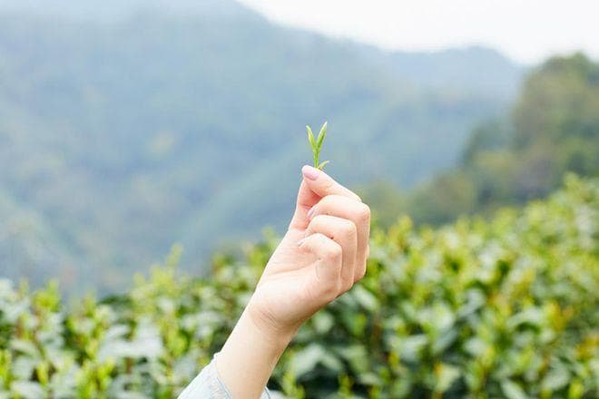 盖碗VS玻璃杯，到底谁才是西湖龙井的最佳搭档？