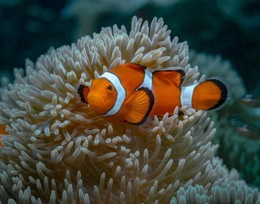 小丑鱼饲养全攻略：从选鱼到养鱼，打造热带海洋水族馆
