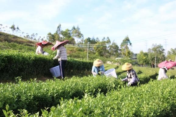 GDP增速居全省第4！看汕尾4%背后的“回升向好”