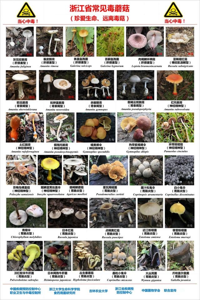 紧急提醒：不要采，不要吃！已有人中招