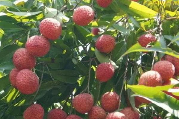 种植荔枝需要什么条件？