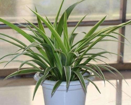阳台种植指南：这些花卉既美观又易打理