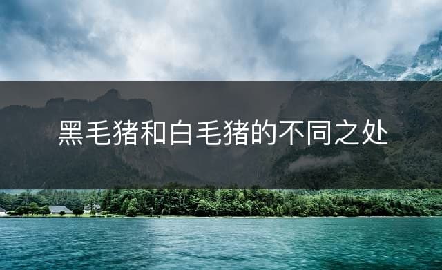 黑毛猪和白毛猪的不同之处