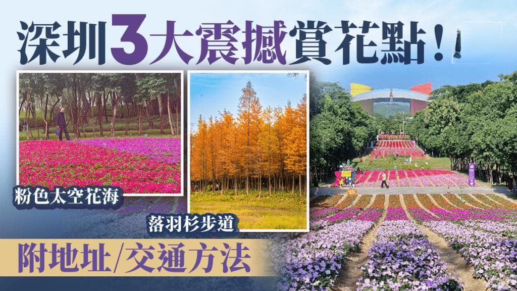 深圳三大赏花胜地：市民广场太空花海、红花岭落羽杉、前海石公园月季花