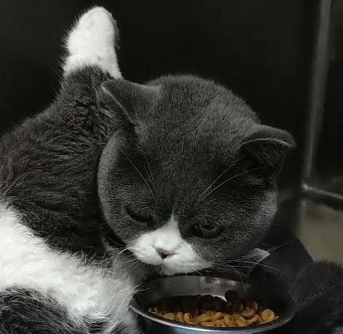 如何训练猫咪使用蹲厕：15个实用步骤让你的爱宠养成好习惯
