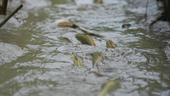 淡水鱼进入大海就死，黄河每天把鱼冲下海，这些鱼去哪了呢？