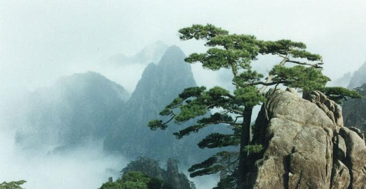 黄山松（保护黄山松，传承绿色文化）