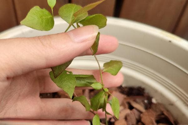 蓝莓苔藓苗是什么意思？种植方法详解