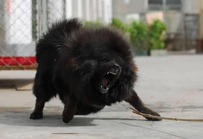曾经售价高昂的藏獒，市场前景广阔，为什么现在好像销声匿迹了？