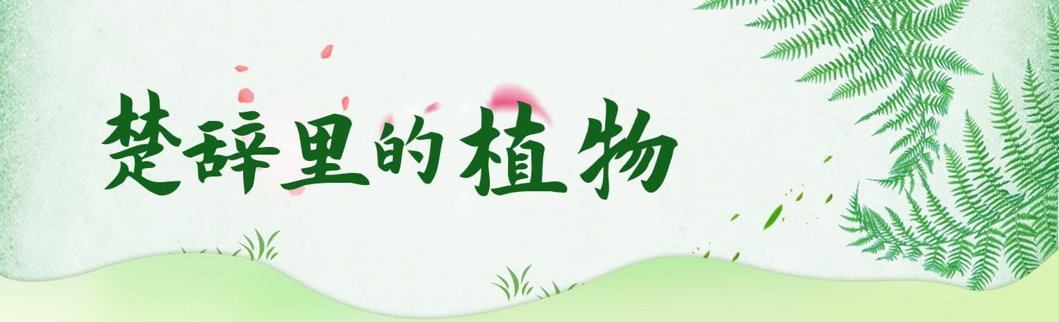 两种“芙蓉”花 ｜ 楚辞里的植物