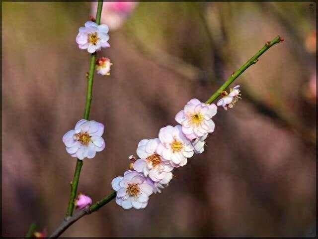 四首古诗里的梅花：高洁坚韧与春的使者