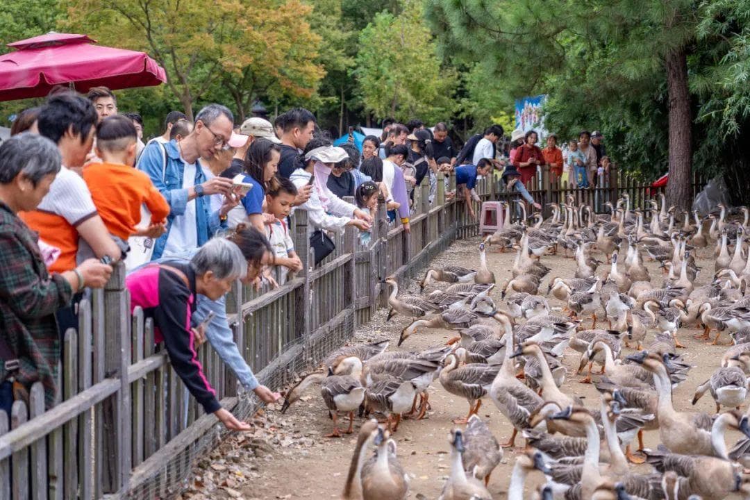 崇明寒假亲子旅游指南：五大景区特色项目全攻略