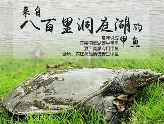 什么样的水质适合甲鱼生长？甲鱼养殖技术【技巧分享】