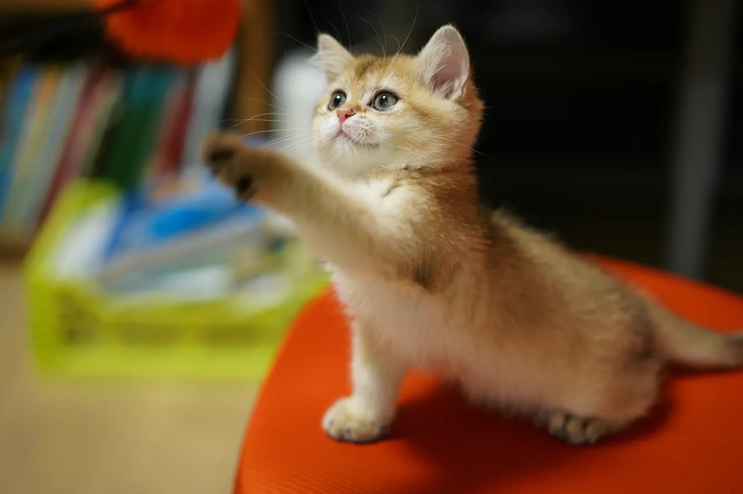 猫咪游戏大揭秘：教你读懂喵星人！
