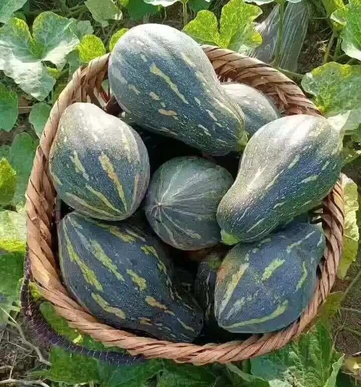 你所不知道的南瓜知识和种植技术