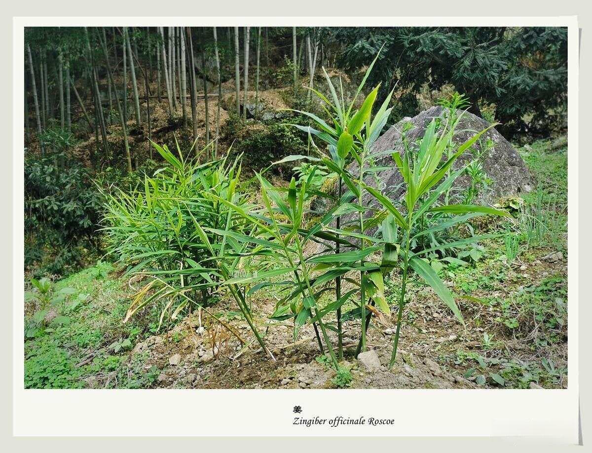 中药笔记——关于干姜、炮姜与姜炭