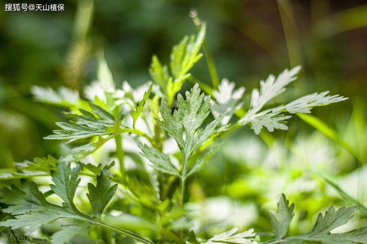 艾草种植时间和方法