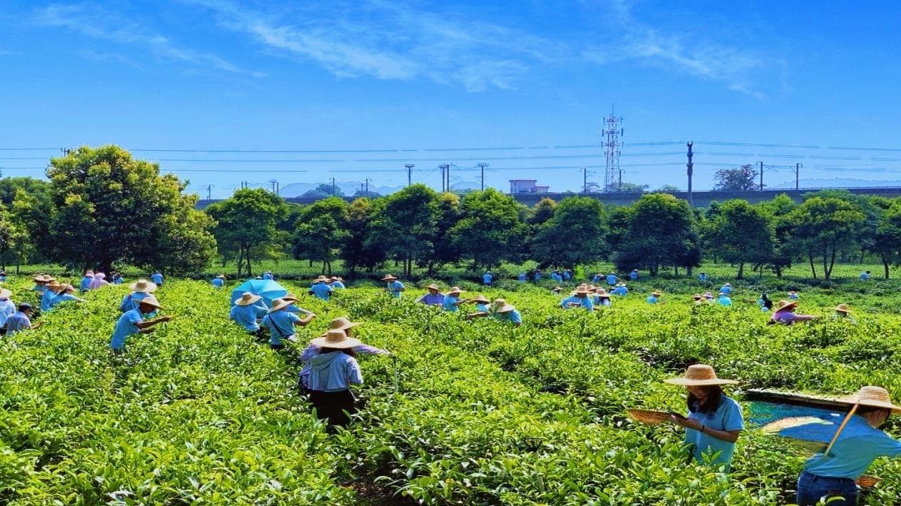 广东唯一！英德红旗茶厂入选工业遗产保护利用典型案例名单