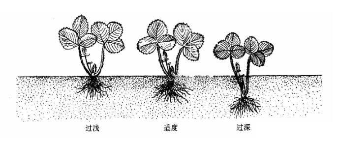 草莓科学合理的移栽定植方法及浇水施肥管理指南