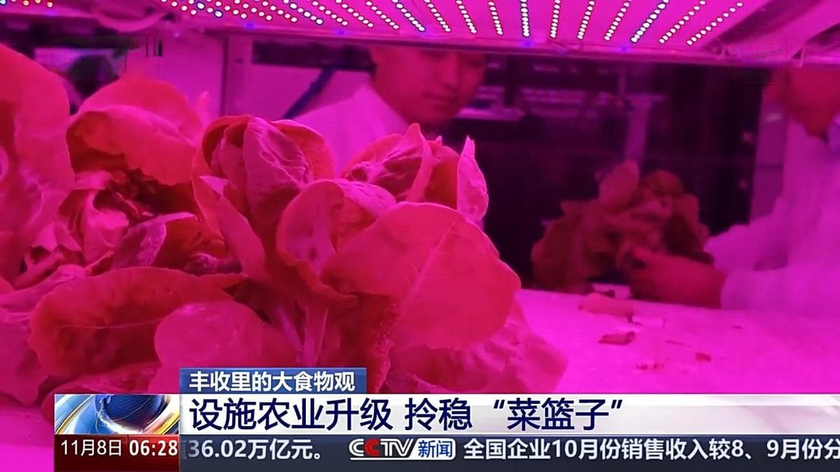 植物工厂长啥样？沙漠里能种水稻？揭秘种菜“黑科技”