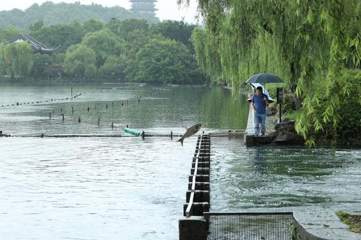 杭州"老法师"们西湖摄影秘籍：如何捕捉鱼跃雷峰塔与荷花美景
