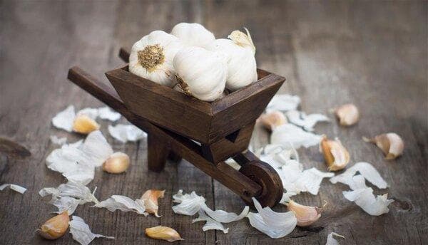 蒜头发芽后还能吃吗？专家解读其安全性和营养价值