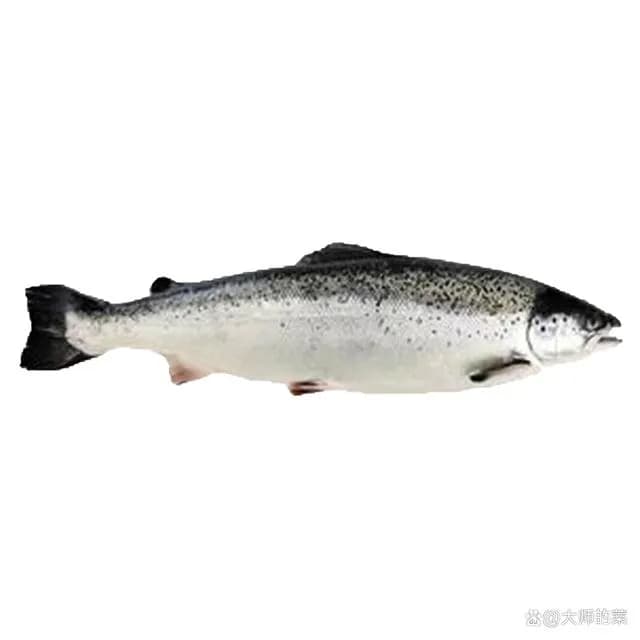 选购三文鱼必看：8大品种详解与4个关键选购技巧