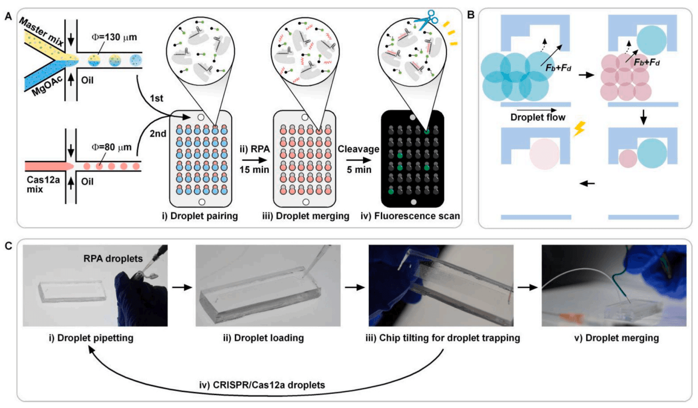 DIMERIC：液滴配对策略突破RPA-CRISPR/Cas12a检测的定量瓶颈
